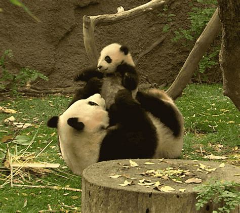 panda gif